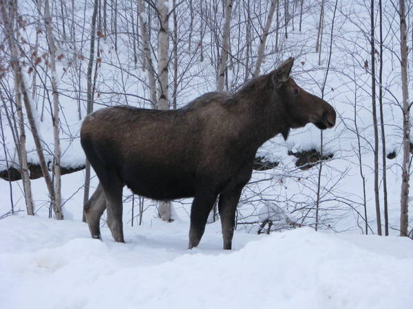 Moose - not yet studied in terms of mitochondrial physiology