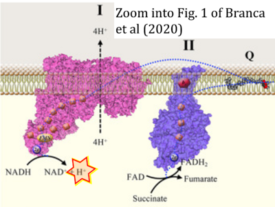 Branca 2020 Front Cell Dev Biol CORRECTION.png