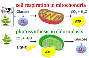 Respiration and photosynthesis.png