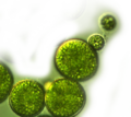 Algae 001.png